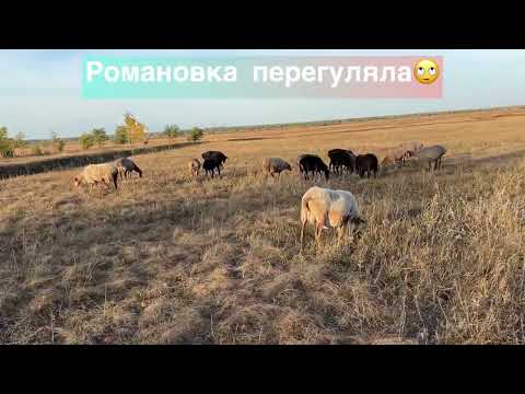 Видео: ✅ Осеняя Стрижка  прошла 
