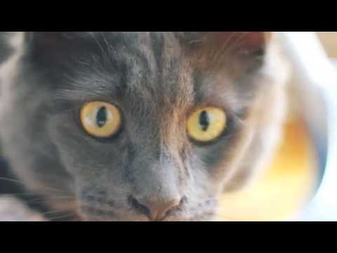 Видео: Мейн-кун Уна ищет семью