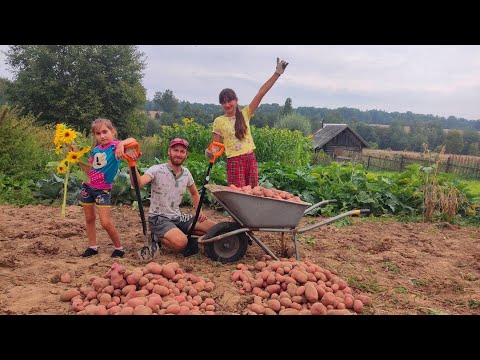 Видео: КАК ТАК ВЫШЛО РЕКОРДНЫЙ УРОЖАЙ КАРТОФЕЛЯ