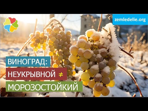 Видео: Укрывать ли морозостойкие сорта винограда? | Неукрывные сорта! | В чем разница?