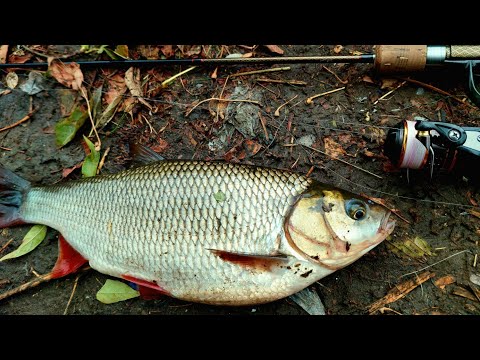 Видео: ПОБИЛ РЕКОРД ПО ЯЗЮ! РЫБАЛКА В ОКТЯБРЕ НА СПИННИНГ! #срыбалки #рыбалка #язь #fishing