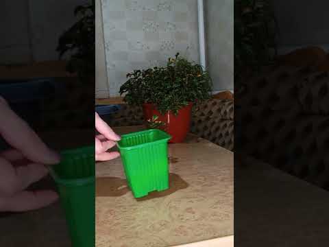 Видео: Альтернатера. Посадка, уход, размножение.