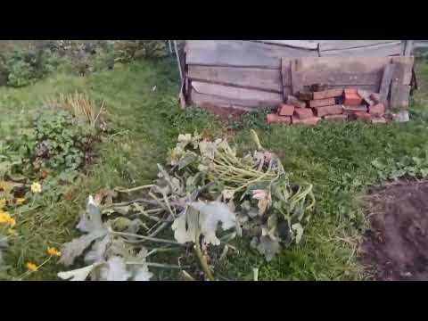 Видео: Огородный сезон 2025 года заканчивается.