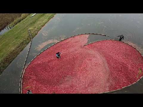 Видео: Как собирают клюкву на Полесье? Уникальная плантация / Ягода на столе даже у британской королевы!