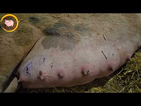 Видео: Чому свиноматка переношує та не пороситься в терміни