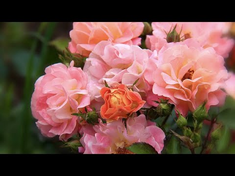 Видео: МНОГОЦВЕТКОВЫЕ ОБИЛЬНОЦВЕТУЩИЕ ПОЛИАНТОВЫЕ РОЗЫ. Polyantha Rose. Garden. Beautiful roses.