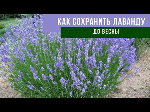 Видео: КАК УКРЫТЬ ЛАВАНДУ НА ЗИМУ | Простой способ подготовки лаванды к зиме