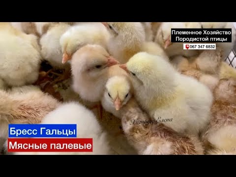 Видео: 16 сентября 2025 г.