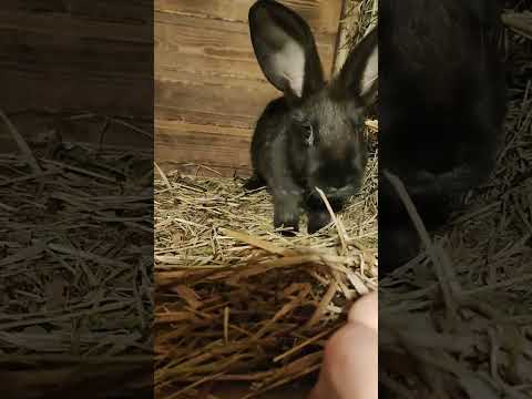 Видео: Попрыгунчики