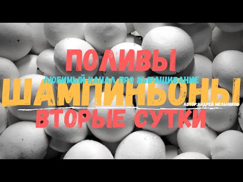 Видео: Выращивание шампиньона.Поливы (2 сутки)