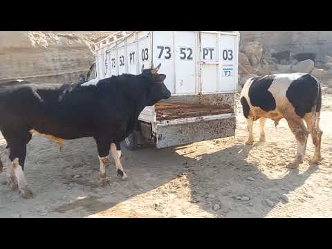 Видео: шанбебозори камунизим  нохияи фархор 8   ноябр  зуриба👍👍👍