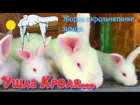 Видео: Сложности уборки в крольчатнике зимой. Хвоя для кроликов. Содержание и разведение кроликов зимой.