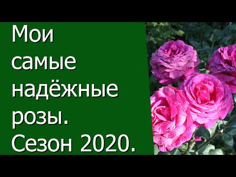 Видео: Мои самые надёжные розы. Сезон 2020.