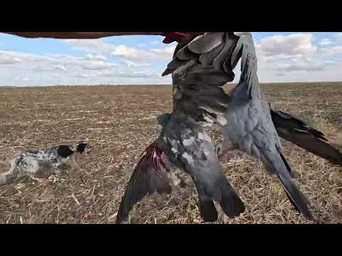 Видео: Dove Hunting - Лов на Гривяк - 20.09.25
