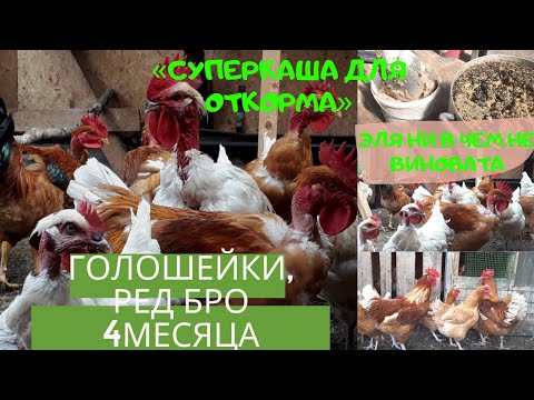 Видео: Голошейки и Ред Бро 4 месяца. Суперкаша для откорма. Эля ни в чем не виновата