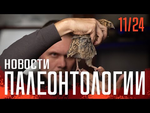 Видео: Мумия саблезубого котёнка из Сибири | Что ели триасовые динозавры? | Темноспондилы в норах