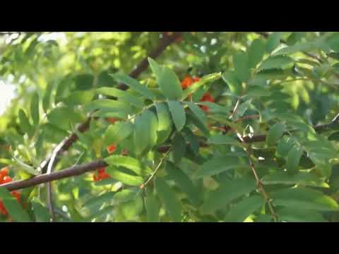 Видео: Я ПРИШЛЮ ТЕБЕ ОСЕНЬ