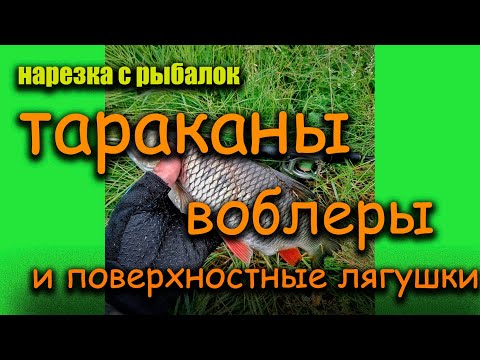 Видео: Нарезка с рыбалок на Чусовой. Тараканы , воблеры и поверхностные лягушки.