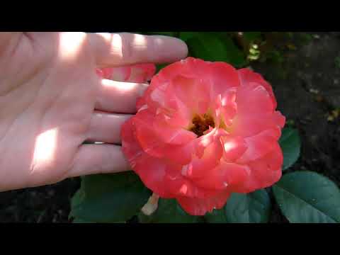 Видео: Уход за молодыми розами 1-го года жизни.