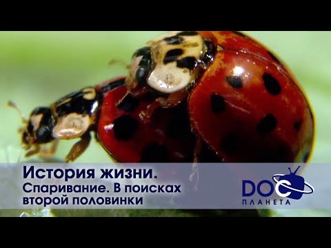 Видео: История жизни - Часть 4. Спаривание. В поисках второй половинки  - Документальный фильм