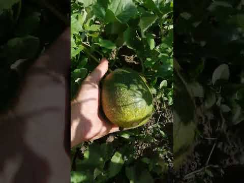 Видео: Уборка урожая 6-Августа