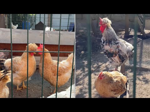 Видео: Как защитить КУР В КУРЯТНИКЕ Мой опыт