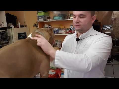 Видео: Как обрабатывать уши после купирования