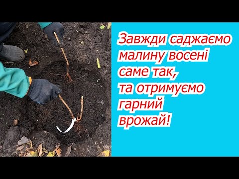 Видео: Як посадити  малину восені та отримати наступного року гарний врожай.