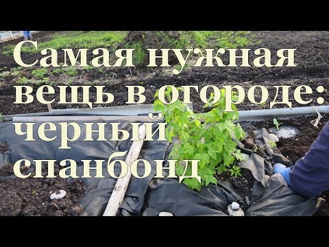 Видео: САМАЯ НУЖНАЯ ВЕЩЬ в огороде - черный СПАНБОНД! / Most necessary thing in the garden - black spunbond