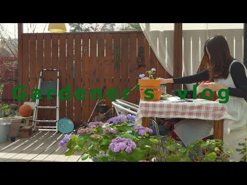 Видео: SUB) Занятый #41 (занятый) Создавать модели в мае, организовать/проигрывать в тюльпан Гардинга /