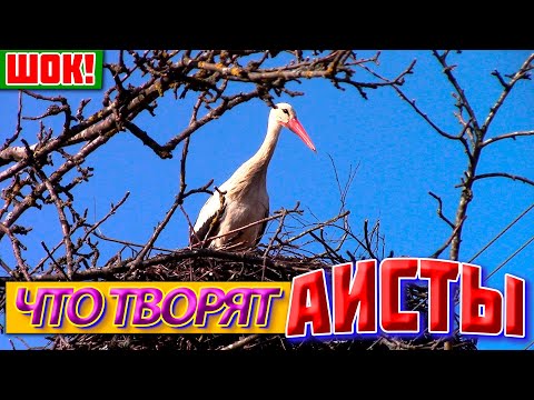 Видео: Я в шоке! Что творят АИСТЫ на солнечном участке у художника в деревне!