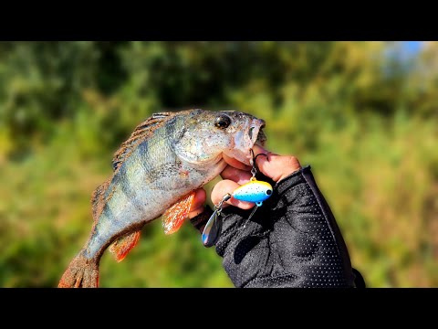 Видео: Блесна которая косит окуней/ Ловля окуня на спиннинг