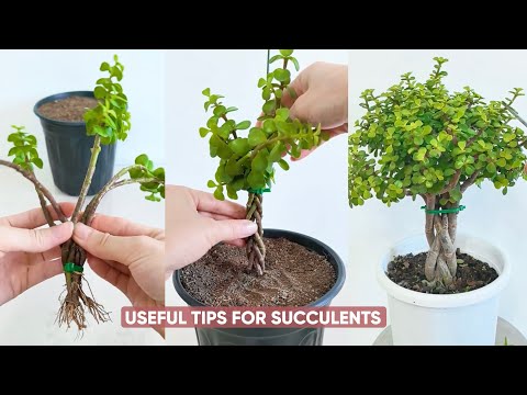 Видео: Простой уход за суккулентами для новичков, таких как вы!