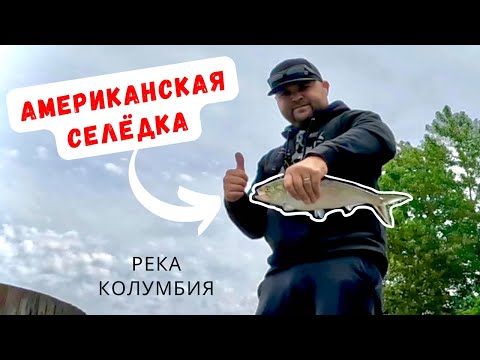 Видео: РЫБАЛКА! АМЕРИКАНСКАЯ СЕЛЁДКА!
