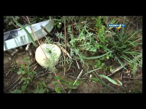 Видео: Саңырауқұлақтар әлемі