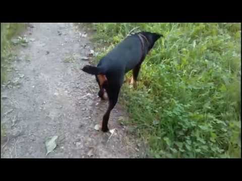 Видео: Воспитание щенка 4 .Команда "Ко мне!"