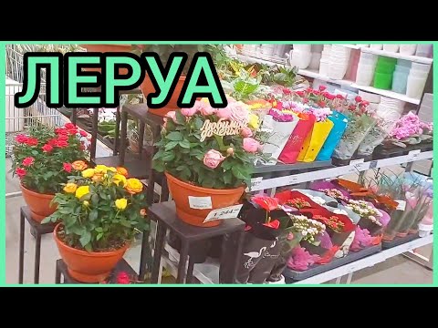 Видео: 11.08.23 #ЛеруаМерлен 🌸 #новые #цветы 🌿 #орхидеи 🌸 #цикламены #розы #филодендрон #растения #Липецк