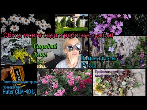 Видео: Прогулка по моему саду в Подмосковье. Розы, клематисы. Пробую газонокосилку Huter clm-40 Li