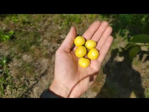 Видео: Черешня Дачниця