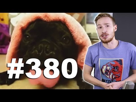 Видео: This is Хорошо - Носорог любит человека! (- n -)