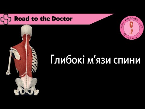 Видео: Глибокі мʼязи спини (початок, прикріплення, функція, іннервація)