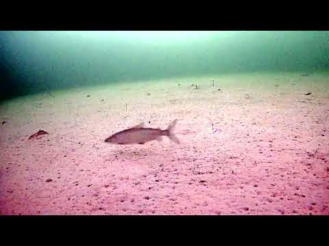 Видео: Рыбалка с Focus Fish