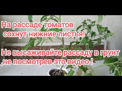 Видео: Почему у помидоров  сохнут листья? Причины,лечение.