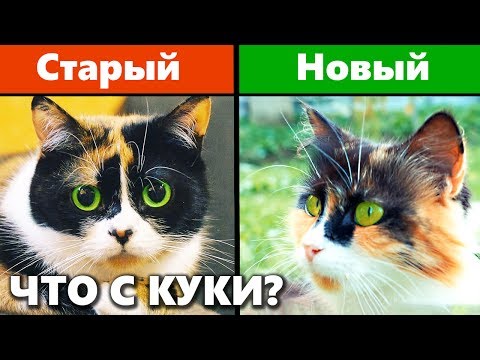 Видео: Сливки Шоу ЗАВЕЛ НОВОГО КОТА? Что с Куки? Ивангай потерял первое место на ютубе