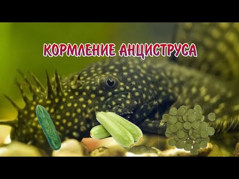 Видео: КОРМЛЕНИЕ АНЦИСТРУСА