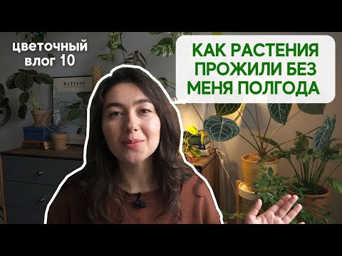 Видео: Состояние моей КОЛЛЕКЦИИ РАСТЕНИЙ спустя 6 месяцев / Мои планы + ЦВЕТОЧНАЯ РУТИНА