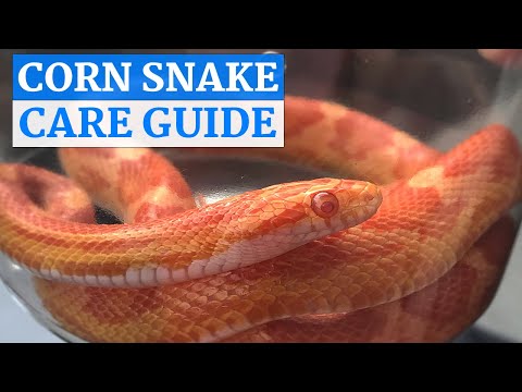 Видео: Видеоролик об уходе за маисовым полозом