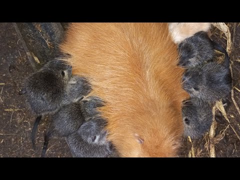 Видео: Годування нутрій Зимою. Ціни на закупівлю  зернових  восени 2024.