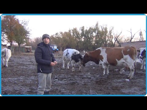 Видео: РАБОТА РАБОТОЙ А ОТДЫХАТЬ ТОЖЕ НУЖНО, ДЕРЕВЕНСКАЯ ЖИЗНЬ В КУРСКОЙ ДЕРЕВНЕ