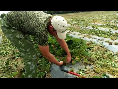 Видео: Стоит-ли обрезать листья клубники . мое мнение.